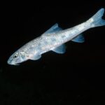 Tag des Fisches: Gründling ist zurück in der Emscher