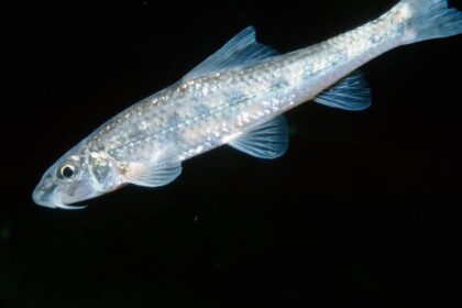 Tag des Fisches: Gründling ist zurück in der Emscher