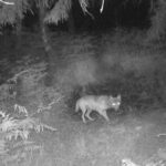 Territorium Schermbeck: Zeigt dieses Video sesshaften Wolf?