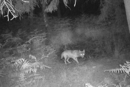 Territorium Schermbeck: Zeigt dieses Video sesshaften Wolf?