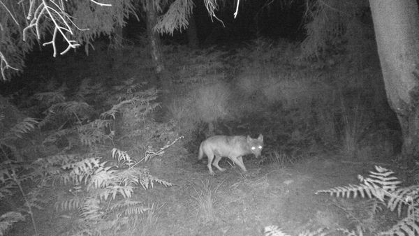 Territorium Schermbeck: Zeigt dieses Video sesshaften Wolf?