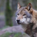 Wölfe mit AC/DC vertreiben - kurioses Projekt in den USA