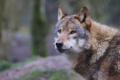 Wölfe mit AC/DC vertreiben - kurioses Projekt in den USA