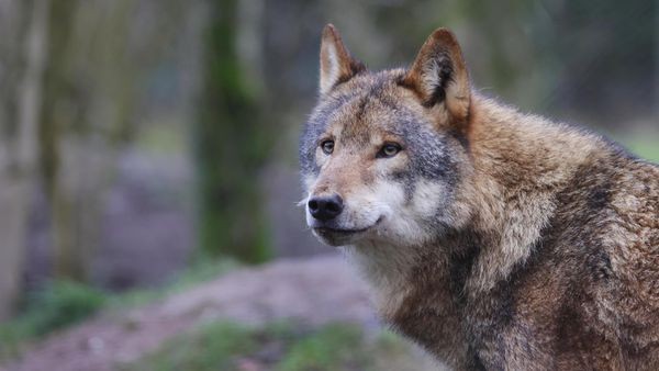 Wölfe mit AC/DC vertreiben - kurioses Projekt in den USA