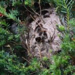 Asiatische Hornisse in Hünxe: „Kein Bienenstock mehr, vor dem nicht welche gesichtet wurden“