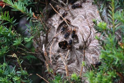 Asiatische Hornisse in Hünxe: „Kein Bienenstock mehr, vor dem nicht welche gesichtet wurden“