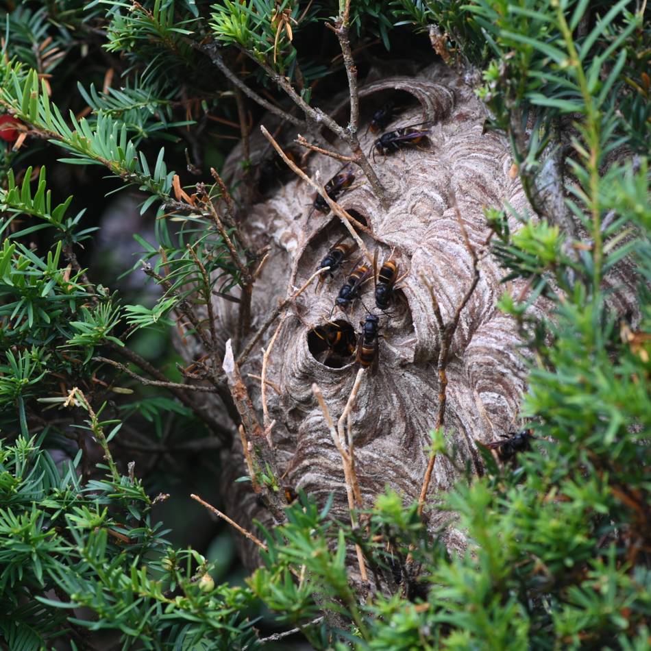 Asiatische Hornisse in Hünxe: „Kein Bienenstock mehr, vor dem nicht welche gesichtet wurden“