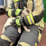 Bei Hünxe: Feuerwehr rettet Katze aus Schleusenkammer