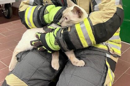 Bei Hünxe: Feuerwehr rettet Katze aus Schleusenkammer