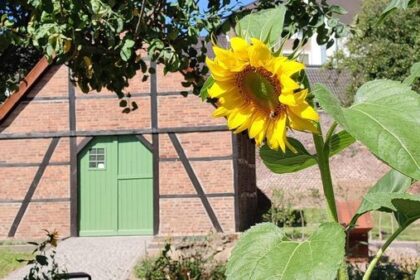 Dinslakener Museumsleiter sauer: Beliebter Ort wird zugemüllt