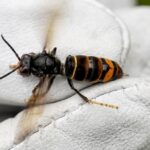 Hornissennest: Spielplatz in Dinslaken gesperrt