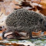 Igel auf den Straßen: Hier ist besondere Vorsicht geboten