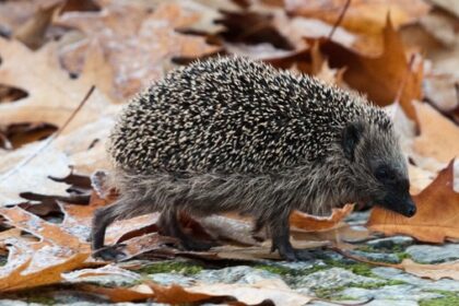 Igel auf den Straßen: Hier ist besondere Vorsicht geboten