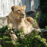 Kifeta auf „Safari“: Spannende Einblicke in die Tierwelt