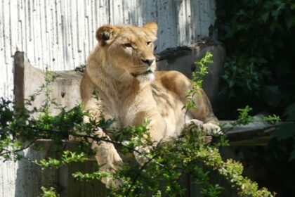 Kifeta auf „Safari“: Spannende Einblicke in die Tierwelt