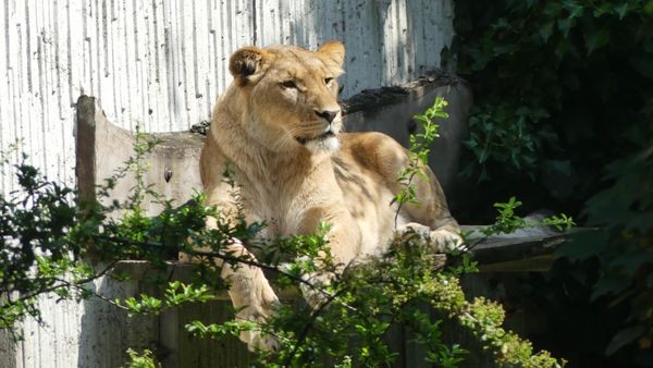 Kifeta auf „Safari“: Spannende Einblicke in die Tierwelt