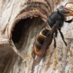Asiatische Hornisse verbreitet sich „rasant“ in Dinslaken