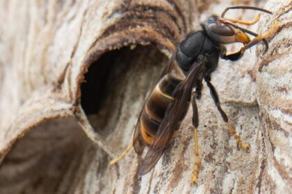 Asiatische Hornisse verbreitet sich „rasant“ in Dinslaken