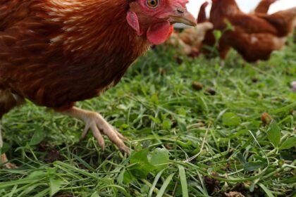 Ausbreitung der Geflügelpest: Kreis Wesel verhängt Stallpflicht – 600.000 Tiere betroffen