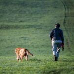 Dinslaken: Reh gerissen – jetzt werden Hundebesitzer angefeindet