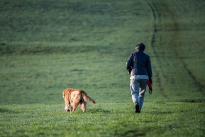 Dinslaken: Reh gerissen – jetzt werden Hundebesitzer angefeindet