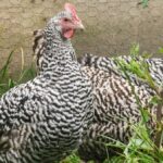 Duisburg hat eine eigene Hühnerrasse – zu sehen in Voerde