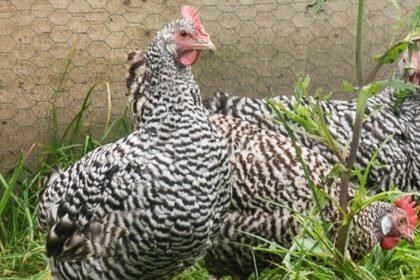 Duisburg hat eine eigene Hühnerrasse – zu sehen in Voerde