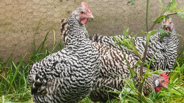 Duisburg hat eine eigene Hühnerrasse – zu sehen in Voerde