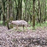 Ein Jahr ohne Spur: Warum Wölfin Gloria für das Land nur „verschollen“ ist