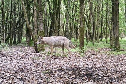 Ein Jahr ohne Spur: Warum Wölfin Gloria für das Land nur „verschollen“ ist