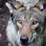 Gruselgeschichten über Werwölfe rund um Dinslaken