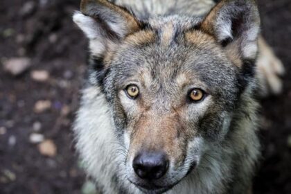 Gruselgeschichten über Werwölfe rund um Dinslaken