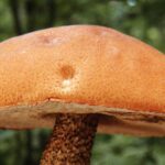 Herbst am Niederrhein: Worauf man beim Pilze sammeln achten muss