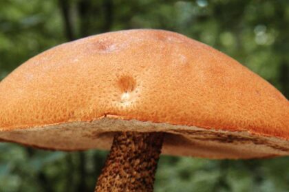 Herbst am Niederrhein: Worauf man beim Pilze sammeln achten muss