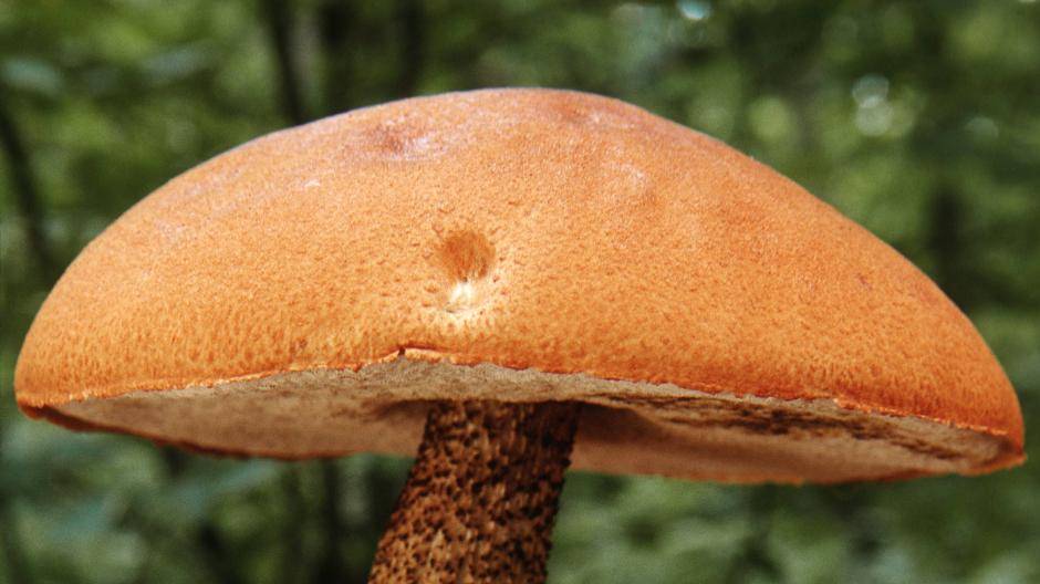 Herbst am Niederrhein: Worauf man beim Pilze sammeln achten muss