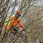 Hünxe: Baumarbeiten an der B58 – Forstamt kündigt Verkehrsbehinderungen an