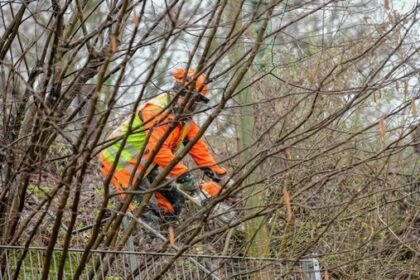 Hünxe: Baumarbeiten an der B58 – Forstamt kündigt Verkehrsbehinderungen an