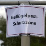 Maßnahmen nach Geflügelpestfall in Rees: Kreis Wesel richtet Überwachungszone ein – Xanten und Hamminkeln betroffen