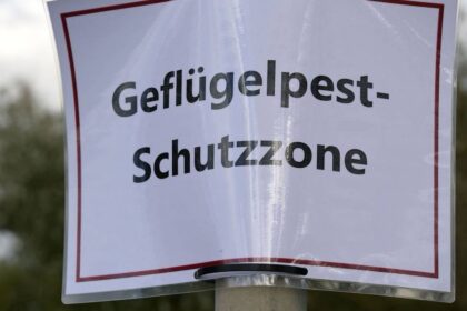 Maßnahmen nach Geflügelpestfall in Rees: Kreis Wesel richtet Überwachungszone ein – Xanten und Hamminkeln betroffen