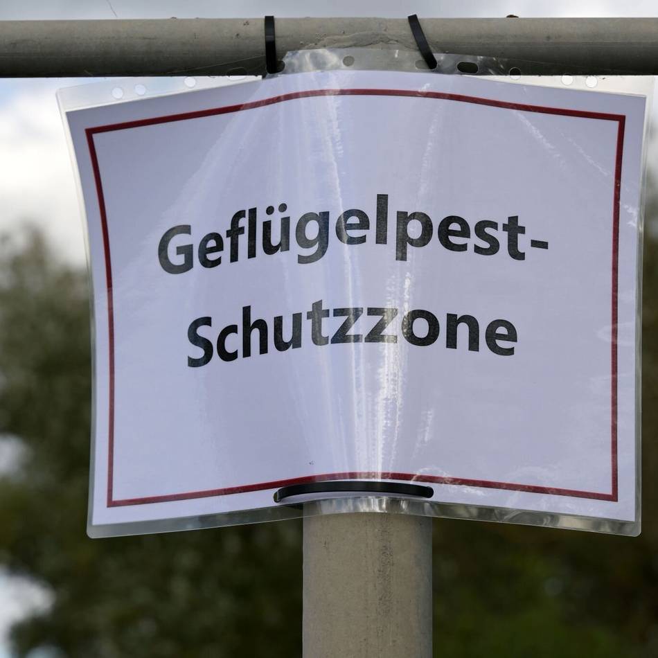 Maßnahmen nach Geflügelpestfall in Rees: Kreis Wesel richtet Überwachungszone ein – Xanten und Hamminkeln betroffen