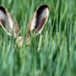 Nach Feldhasen-Massensterben in 2024: Wie steht es aktuell um die Tiere?