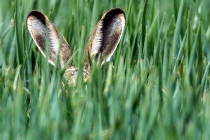 Nach Feldhasen-Massensterben in 2024: Wie steht es aktuell um die Tiere?