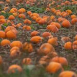 Rezepte, Gärten, Schnitzen: Acht Kürbishöfe in unserer Region, die einen Besuch wert sind