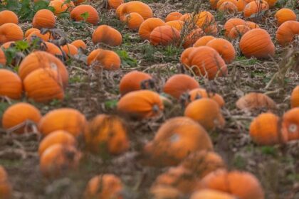 Rezepte, Gärten, Schnitzen: Acht Kürbishöfe in unserer Region, die einen Besuch wert sind