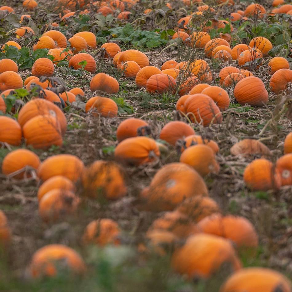 Rezepte, Gärten, Schnitzen: Acht Kürbishöfe in unserer Region, die einen Besuch wert sind