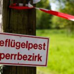 Stallpflicht wegen Vogelgrippe im Kreis Wesel: „Die Geflügelbauern werden mit der Brechstange bestraft“