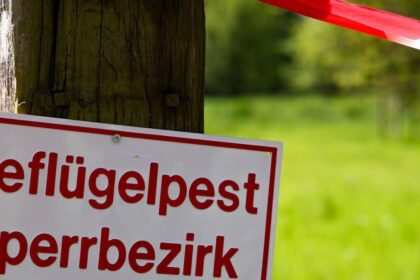 Stallpflicht wegen Vogelgrippe im Kreis Wesel: „Die Geflügelbauern werden mit der Brechstange bestraft“