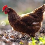 Vogelgrippe: Stallpflicht für 600.000 Vögel im Kreis Wesel ab 31. Oktober