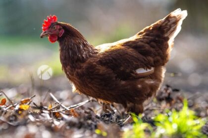 Vogelgrippe: Stallpflicht für 600.000 Vögel im Kreis Wesel ab 31. Oktober