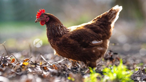 Vogelgrippe: Stallpflicht für 600.000 Vögel im Kreis Wesel ab 31. Oktober